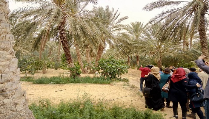 Journée de vulgarisation sur la pollinisation mécanique du palmier dattier